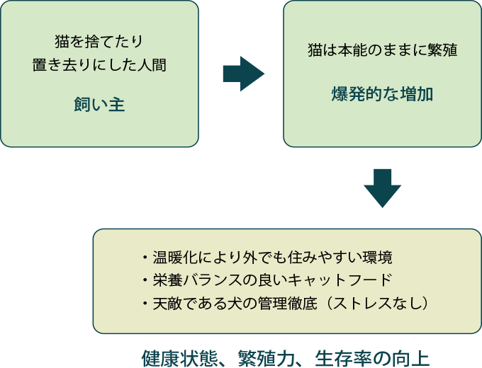 猫を捨てたり置き去りにした人間（飼い主）→猫は本能のままに繁殖（爆発的な増加）→・温暖化により外でも住みやすい環境・栄養バランスの良いキャットフード・天敵である犬の管理徹底（ストレスなし）健康状態、繁殖力、生存率の向上