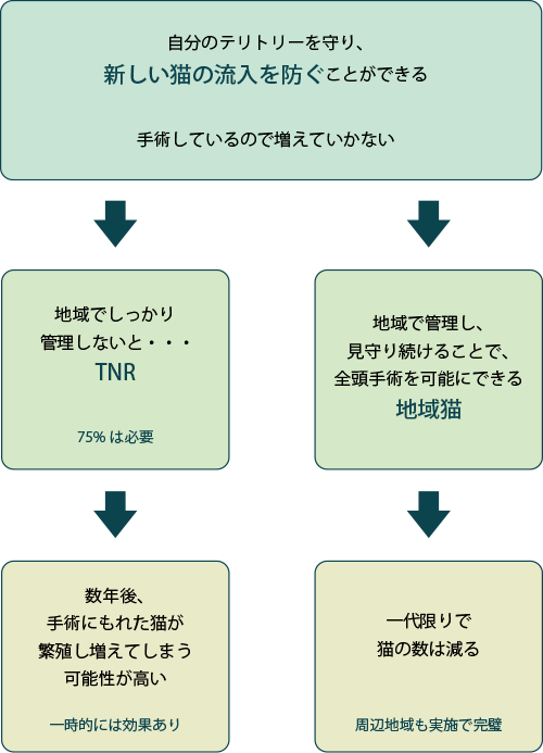自分のテリトリーを守り、新しい猫の流入を防ぐことができる、手術しているので増えていかない
→地域でしっかり管理しないと・・・TNR（75%は必要）→数年後、手術に　もれた猫が繁殖し増えてしまう可能性が高い（一時的には効果あり）。→地域で管理し、見守り続けることで、全頭手術を可能にできる（地域猫）→一代限りで猫の数は減る（周辺地域も実施で完璧）